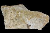 Fossil Mackerel Shark (Cretodus) Tooth - Kansas #154208-1